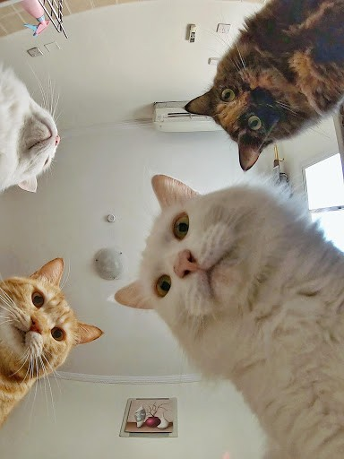 cats watching Blank Meme Template