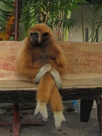 slutmonkey Blank Meme Template