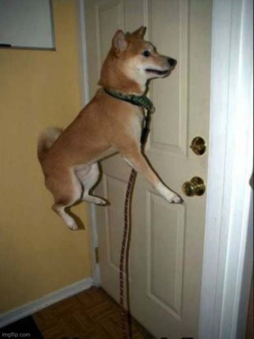 Doge Float | image tagged in doge float | made w/ Imgflip meme maker