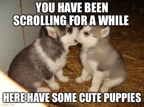 Cute Puppies | YOU HAVE BEEN SCROLLING FOR A WHILE; HERE HAVE SOME CUTE PUPPIES | image tagged in memes,cute puppies | made w/ Imgflip meme maker
