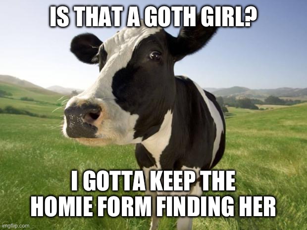 cow | IS THAT A GOTH GIRL? I GOTTA KEEP THE HOMIE FORM FINDING HER | image tagged in cow | made w/ Imgflip meme maker