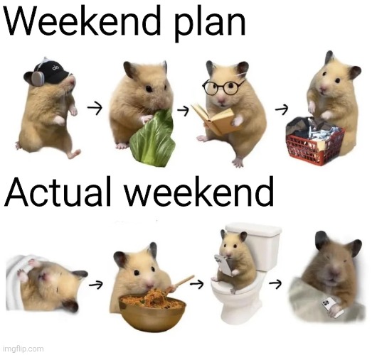 Weekend plan; Actual weekend | image tagged in animals,funny,meme,memes,funny memes | made w/ Imgflip meme maker