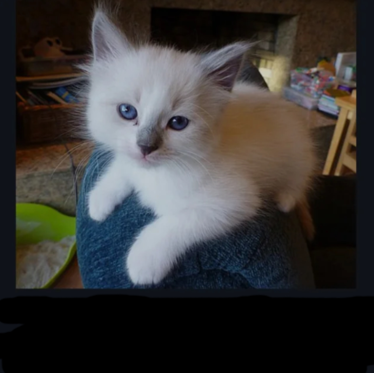 High Quality Evil pussy Blank Meme Template