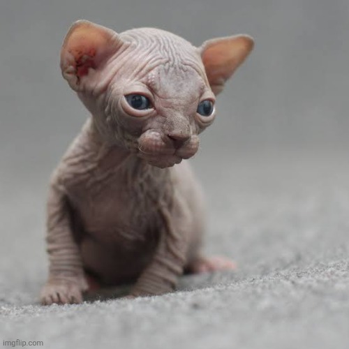 hairless kitty | made w/ Imgflip meme maker