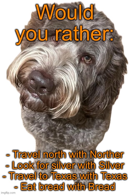 Norther's dog | Would you rather:; - Travel north with Norther
- Look for silver with Silver
- Travel to Texas with Texas
- Eat bread with Bread | image tagged in norther's dog | made w/ Imgflip meme maker