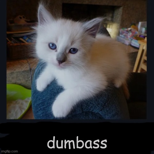Evil pussy | dumbass | image tagged in evil pussy | made w/ Imgflip meme maker