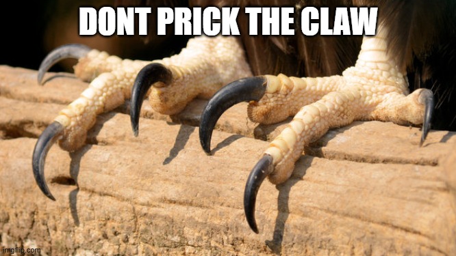 The Bear Necessities | DONT PRICK THE CLAW | image tagged in thug life | made w/ Imgflip meme maker