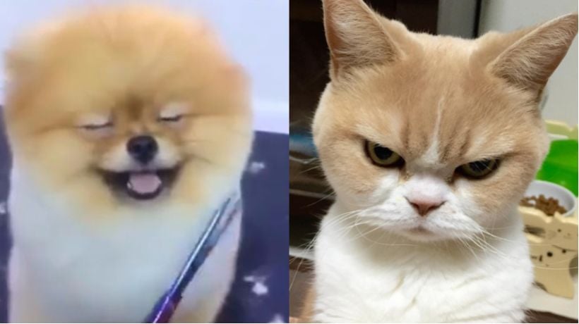 Perro sonriendo gato enojado Blank Meme Template