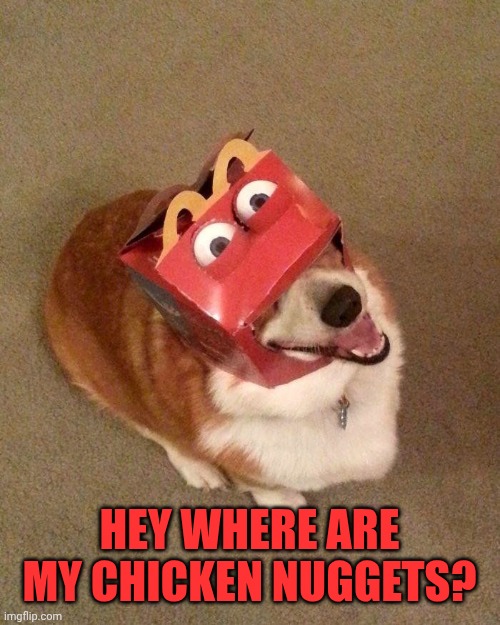 Corgi Happy meal | HEY WHERE ARE MY CHICKEN NUGGETS? | image tagged in corgi happy meal | made w/ Imgflip meme maker