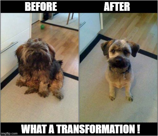 Time For A Trim ! | BEFORE                        AFTER; WHAT A TRANSFORMATION ! | image tagged in dogs,before and after,haircut | made w/ Imgflip meme maker