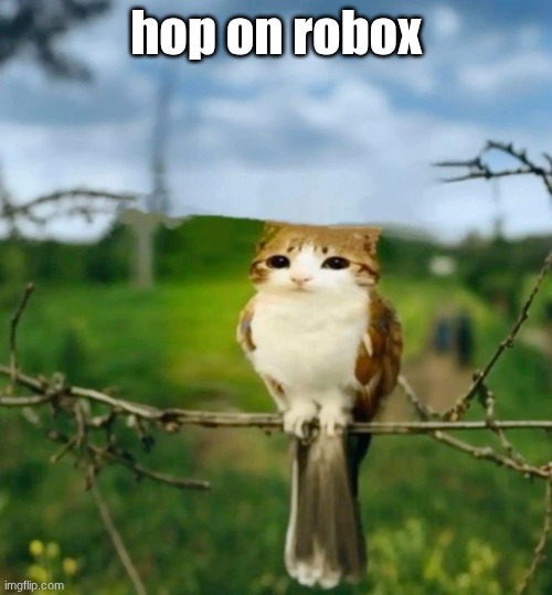 user is Perry (Terry_tehsecont) | hop on robox | image tagged in meowl | made w/ Imgflip meme maker