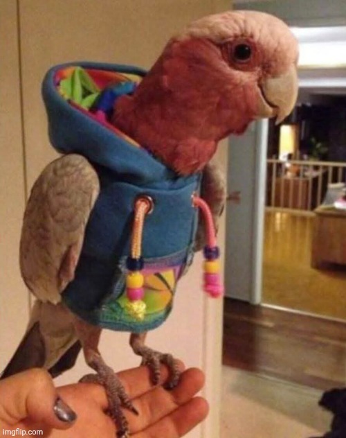 Swag | image tagged in burdz | made w/ Imgflip meme maker