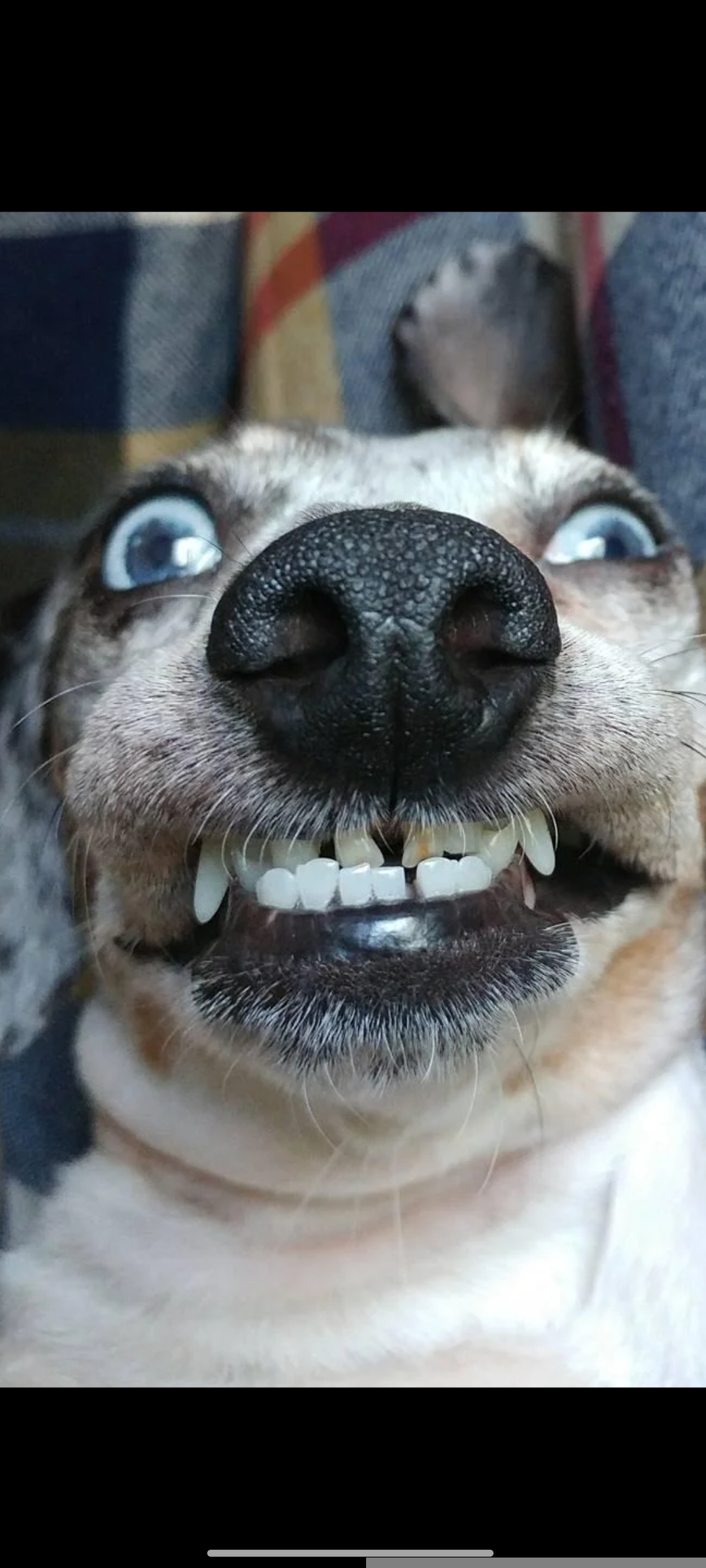 Crazy dog Blank Meme Template