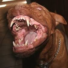 Vicious pit bull Blank Meme Template