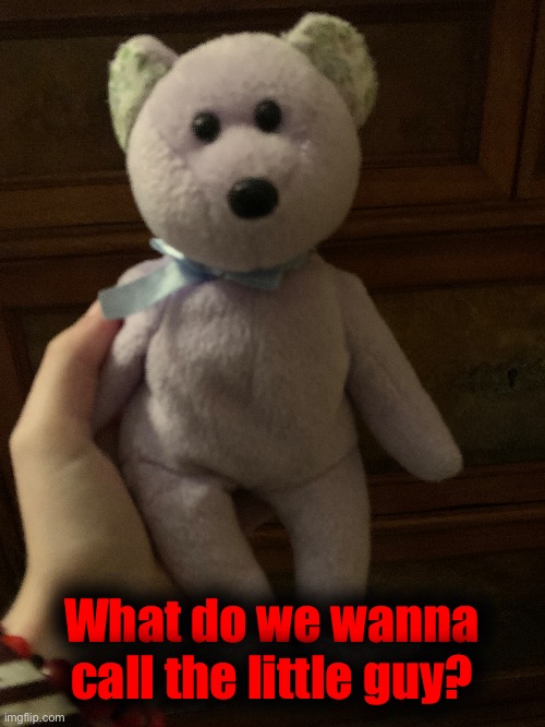 Also yes i checked, it’s a real TY Beanie baby | What do we wanna call the little guy? | made w/ Imgflip meme maker