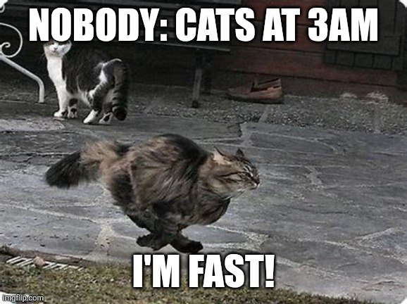 Cats | NOBODY: CATS AT 3AM; I'M FAST! | image tagged in funny running cat | made w/ Imgflip meme maker