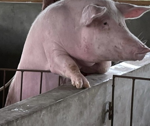 Flirtatious Pig Blank Meme Template