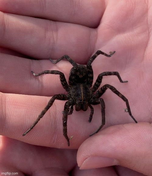 A wolf spider I found in my garage | image tagged in bugs,spider,big,frien | made w/ Imgflip meme maker