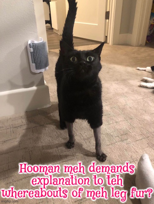 Mah Leg Fur iz missing | Hooman meh demands explanation to teh whereabouts of meh leg fur? | image tagged in cats,funny cat memes,hairy legs,excuse me wtf,kill you cat,angry cat | made w/ Imgflip meme maker