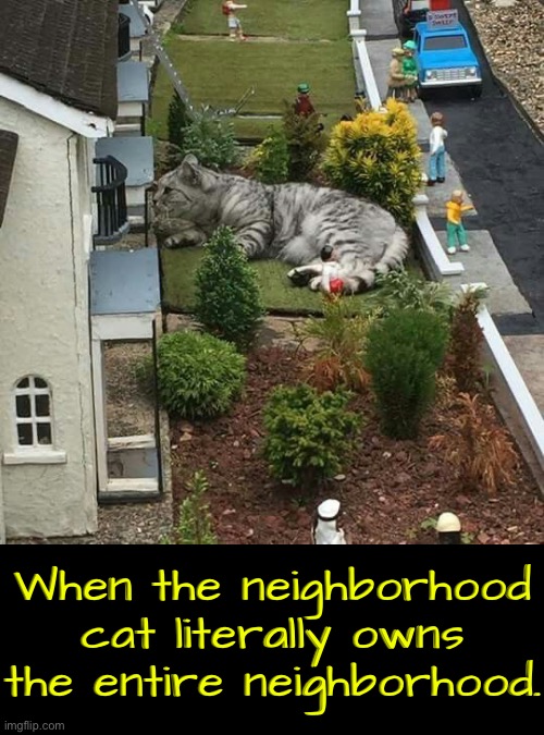 When The Neighborhood Cat | When the neighborhood cat literally owns the entire neighborhood. | image tagged in cats,funny cats,owned,neighborhood,domination,malignant narcissism | made w/ Imgflip meme maker