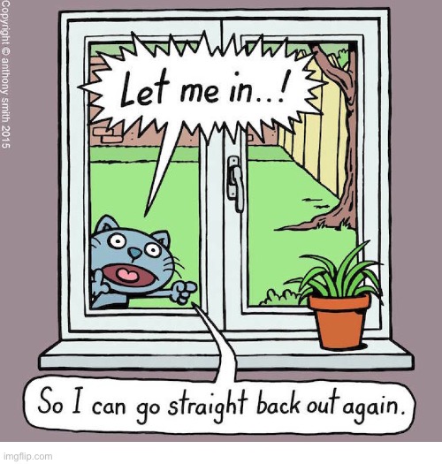 Cattitude | image tagged in cats,comics,cattitude,let me in,go back out | made w/ Imgflip meme maker