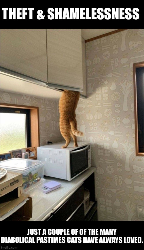 Theft & Shamelessness | THEFT & SHAMELESSNESS; JUST A COUPLE OF OF THE MANY DIABOLICAL PASTIMES CATS HAVE ALWAYS LOVED. | image tagged in cats,funny cats,shameless,theft,stealing,mischief | made w/ Imgflip meme maker