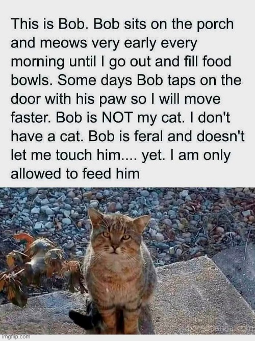 Not my meme, not this guy’s cat | image tagged in cat,feed me,stray kids,feral | made w/ Imgflip meme maker