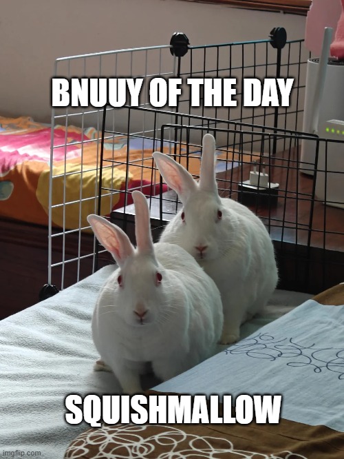 bnuuy of the day 11/24 | BNUUY OF THE DAY; SQUISHMALLOW | image tagged in bnuuy,memes,bunny | made w/ Imgflip meme maker
