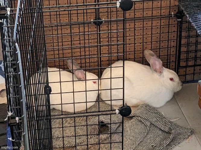 parallel parked | image tagged in bunnies | made w/ Imgflip meme maker