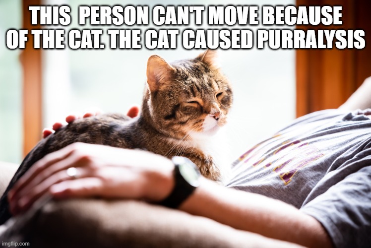 The person can's move because of the cat. The cat caused purralysis. | THIS  PERSON CAN'T MOVE BECAUSE OF THE CAT. THE CAT CAUSED PURRALYSIS | image tagged in cat,kittens,funny,humor,play on words,funny cat memes | made w/ Imgflip meme maker