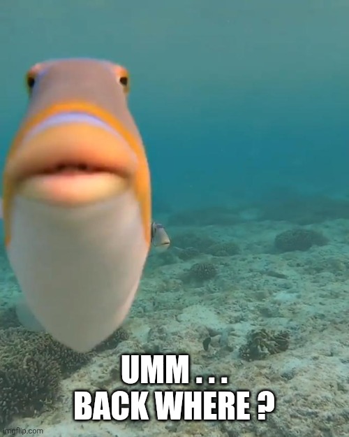 staring fish | UMM . . .
BACK WHERE ? | image tagged in staring fish | made w/ Imgflip meme maker