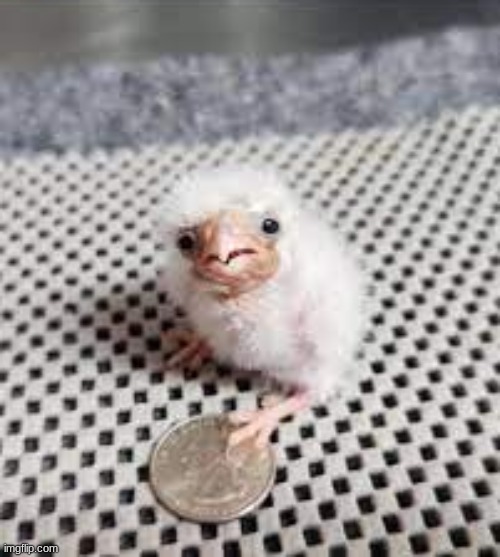 Ok, actually i underestimated the amount of people who still remember me. That's a bummer. | made w/ Imgflip meme maker