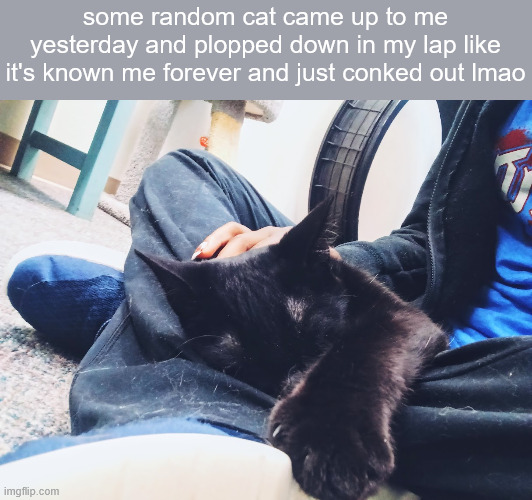 some random cat came up to me yesterday and plopped down in my lap like it's known me forever and just conked out lmao | made w/ Imgflip meme maker