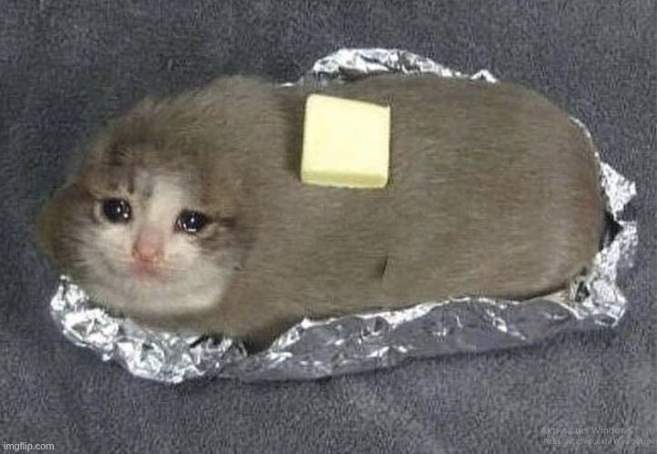 Butter cat | image tagged in butter cat | made w/ Imgflip meme maker