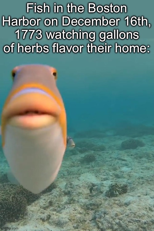 Tea party | Fish in the Boston Harbor on December 16th, 1773 watching gallons of herbs flavor their home: | image tagged in staring fish,boston tea party,boston,history,historical meme,history memes | made w/ Imgflip meme maker