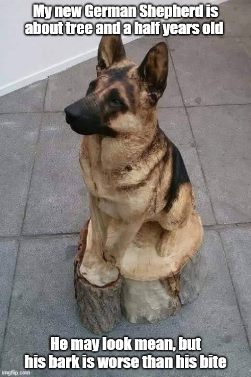 New Shepherd | My new German Shepherd is about tree and a half years old; He may look mean, but his bark is worse than his bite | image tagged in dog,dad joke,punny,bite | made w/ Imgflip meme maker