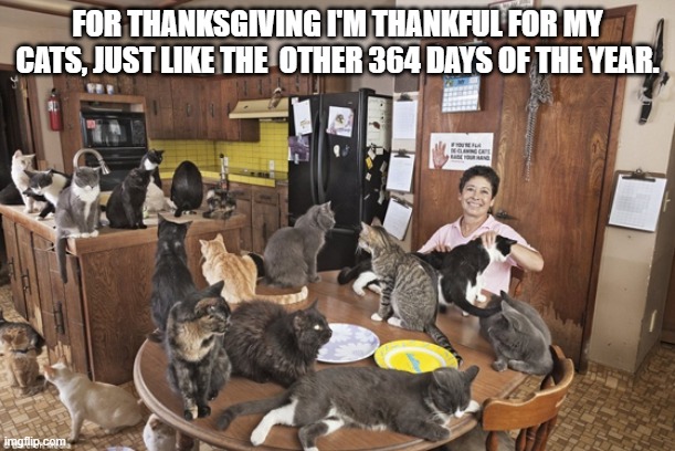 Woman is thankful for her cats, just like the other 364 days of the year. Thanksgiving | FOR THANKSGIVING I'M THANKFUL FOR MY CATS, JUST LIKE THE  OTHER 364 DAYS OF THE YEAR. | image tagged in cat,kittens,funny,humor,thanksgiving,thanks | made w/ Imgflip meme maker