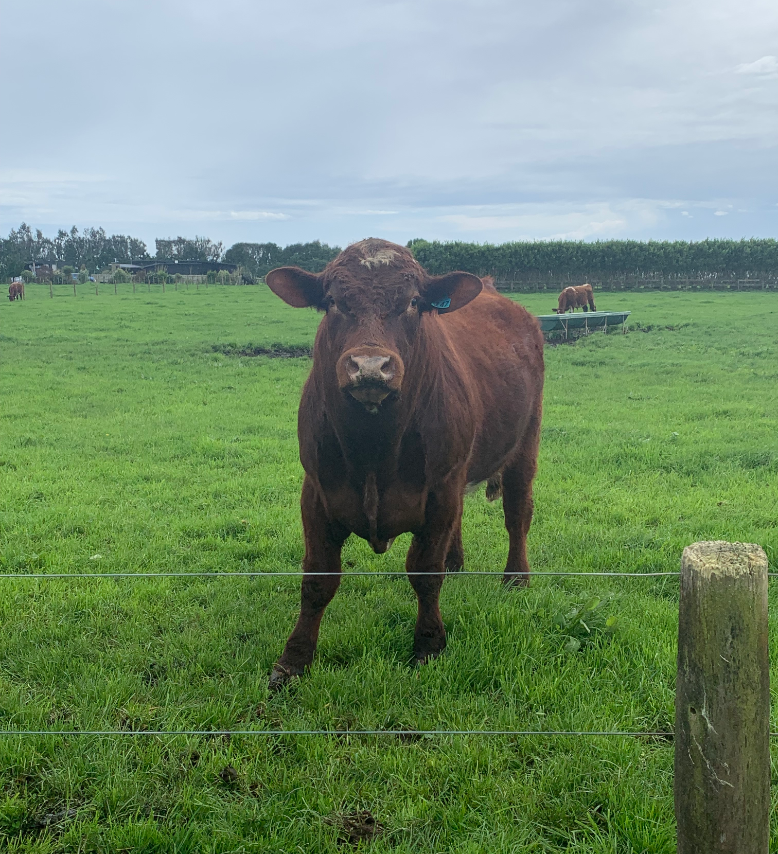 High Quality Staring cow Blank Meme Template