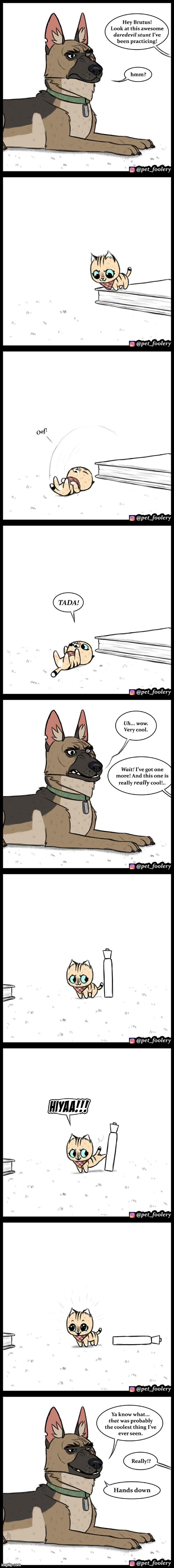 image tagged in dog,cat,stunts,flip,marker,kick | made w/ Imgflip meme maker