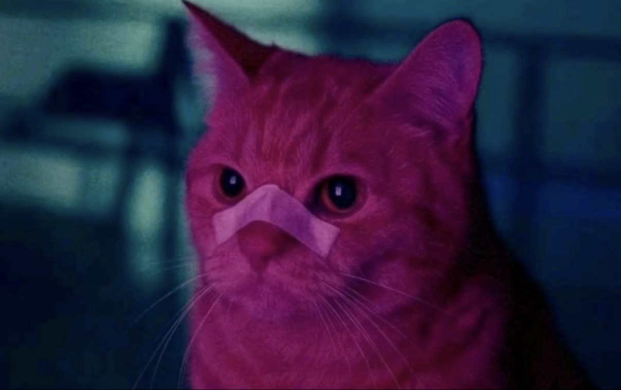 Ryan Gosling Cat Blank Meme Template