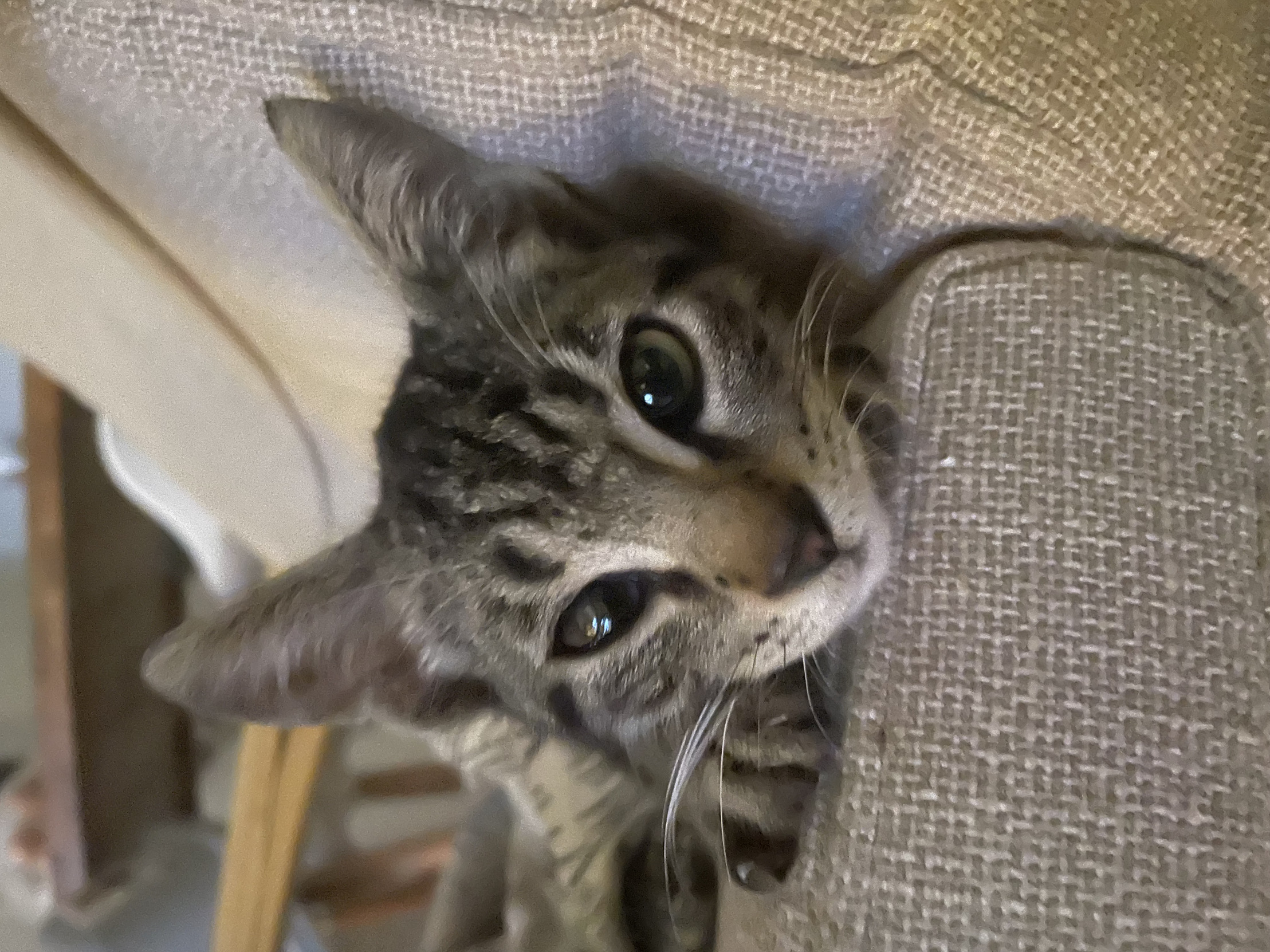 Tommy Blank Meme Template