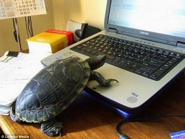 Turtle on laptop Blank Meme Template