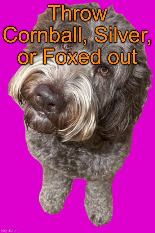 Vote 1 | Throw Cornball, Silver, or Foxed out | image tagged in northers dog transparent,voting game s13 | made w/ Imgflip meme maker
