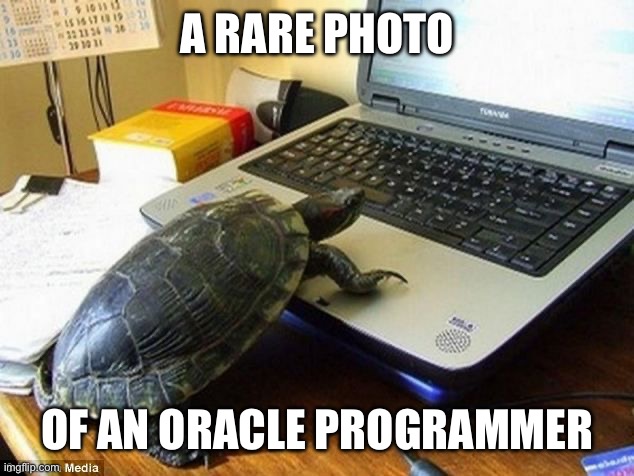 Oracle programmers | A RARE PHOTO; OF AN ORACLE PROGRAMMER | image tagged in oracle,turtle | made w/ Imgflip meme maker