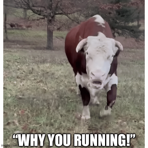 H/T Rufus | “WHY YOU RUNNING!” | image tagged in gifs,beef | made w/ Imgflip images-to-gif maker