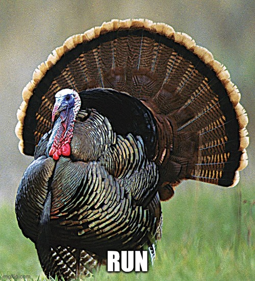 RUN | RUN | image tagged in happy thanksgiving | made w/ Imgflip meme maker