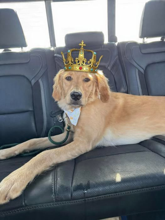 Queen Ruby Roo Blank Meme Template