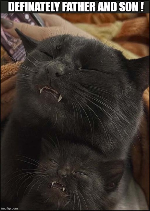 No Need For A Paternity Test Here ... | DEFINATELY FATHER AND SON ! | image tagged in cats,kitten,paternity | made w/ Imgflip meme maker