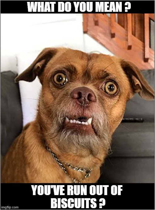 That Look Of Horror ! | WHAT DO YOU MEAN ? YOU'VE RUN OUT OF
 BISCUITS ? | image tagged in dogs,that look,horror,biscuits | made w/ Imgflip meme maker