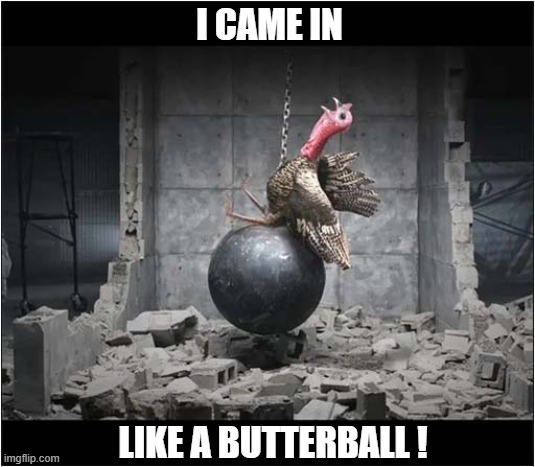 Turkey Sings Of Her Own Fate ! | I CAME IN; LIKE A BUTTERBALL ! | image tagged in thanksgiving,turkey,butterball,song lyric | made w/ Imgflip meme maker